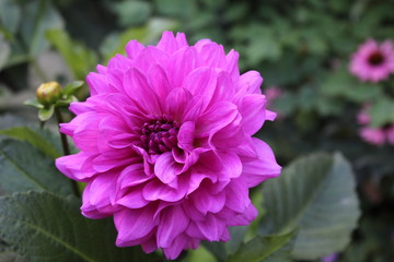 pink flower