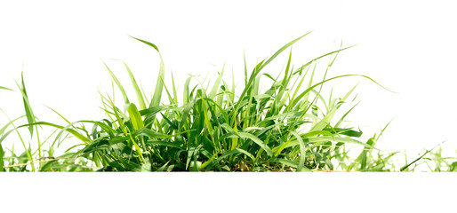 green grass isolate on white background