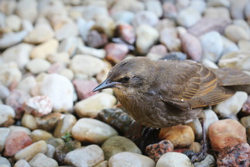 A Hermit Thrush perching on stones