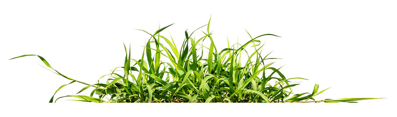 green grass isolate on white background