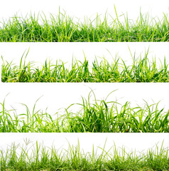 green grass isolate on white background
