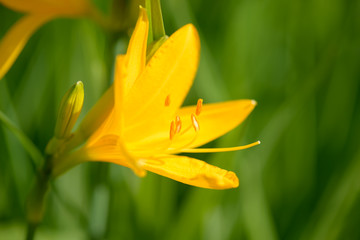 Yellow and orange day-lily garden flowers growning under sunlight. Daylily Hemerocallis flower closeup. Vivid inflorescence of flowering plant.