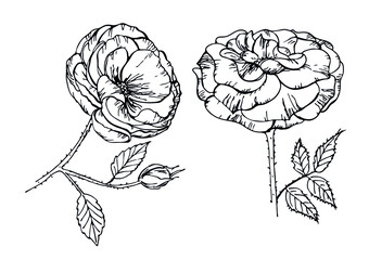 Roses flowers isolated on white background. Vector illustration. Perfect for invitations, greeting cards, postcard, print, fashion design.