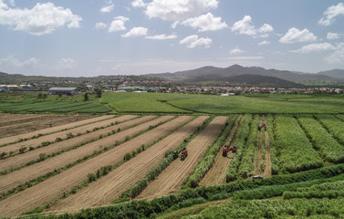 Fototapeta na wymiar Vue aérienne de la récolte de la canne à sucre en Martinique