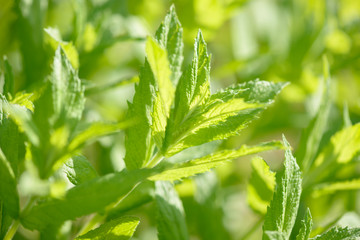 Fresh green organic mint growing in the garden. Plant used as an natural ingredient for food and drink. Raw peppermint leaves. Spearmint leaf.