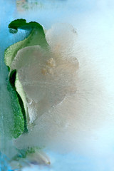 Background of branch apple tree   flower    in ice   cube with air bubbles.