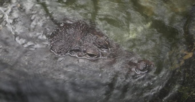 Crocodile underwater with open eyes looking to hunt
