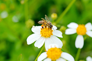 Bee, flies copulating on a daisy, spring ,World Environment Day