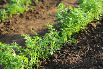 Young carrot plants growing in the soil