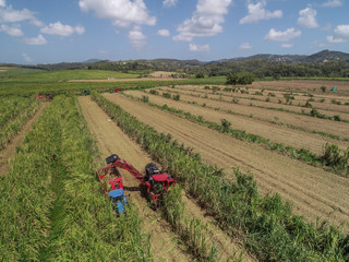 Vue a&eacute;rienne de la r&eacute;colte de la canne &agrave; sucre en Martinique