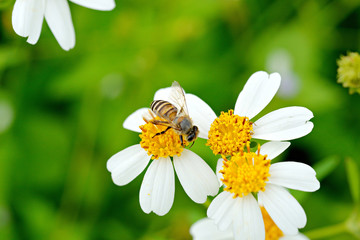 Bee, flies copulating on a daisy, spring ,World Environment Day