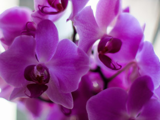 Fototapeta na wymiar White and Pink Phalaenopsis or Moth dendrobium Orchid flower in winter or spring day tropical garden Floral background. Selective focus. Agriculture idea concept design with copy space text, close u