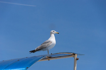 Möwe hält Ausschau auf einem Glasdach