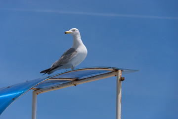 Möwe hält Ausschau auf einem Glasdach