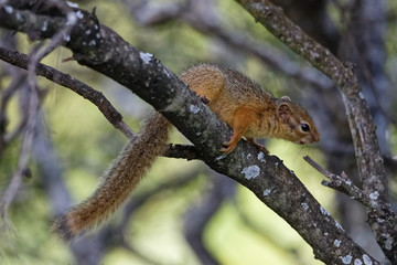 Smith-Buschhörnchen