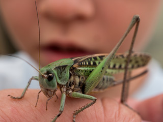 Locust, Lat. Melonoplus femur-rebrum.Green large grasshopper sits on his hand, does not fly away