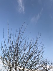 tree and blue sky
