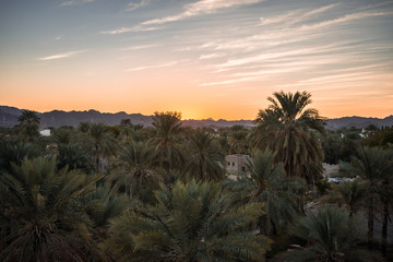 Fototapeta na wymiar Palm grove with orange sunset behind