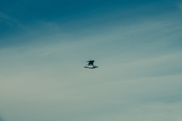 Seagull bird flight on a marine.
