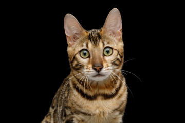 Fototapeta na wymiar Cute Portrait of Bengal Cat Sad Stare in Camera on Isolated Black Background, Front view
