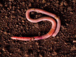 Earthworms in black soil of greenhouse. Macro Brandling, panfish, trout, tiger, red wiggler, Eisenia fetida..Garden compost and worms recycling plant waste into rich soil improver and fertilizer