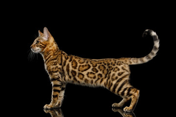 Bengal Kitty Standing and Looking forward on Isolated Black Background, side view