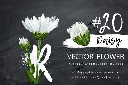Daisy flower vector background with alphabet. Chamomile blossom illustration. Daisy realistic illustration of a transparent background