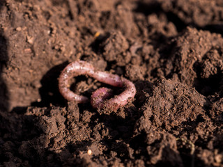 Earthworms in black soil of greenhouse. Macro Brandling, panfish, trout, tiger, red wiggler,...