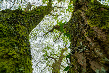 Arboles