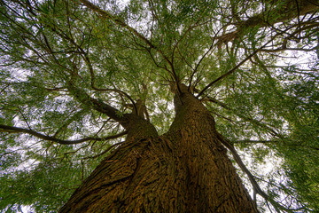 Árbol