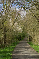 Walking path in spring