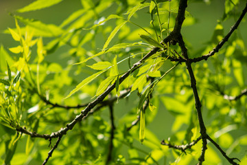 Ramas