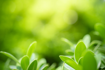 Beautiful nature view of green leaf on blurred greenery background in garden and sunlight with copy space using as background natural green plants landscape, ecology, fresh wallpaper concept.