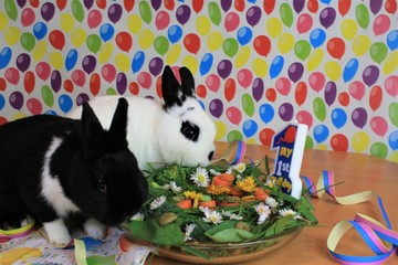 bunny party, hasengeburtstag