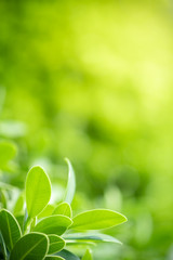 Beautiful nature view of green leaf on blurred greenery background in garden and sunlight with copy space using as background natural green plants landscape, ecology, fresh wallpaper concept.