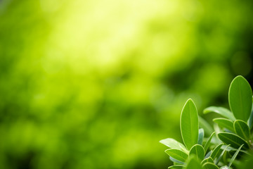 Beautiful nature view of green leaf on blurred greenery background in garden and sunlight with copy space using as background natural green plants landscape, ecology, fresh wallpaper concept.