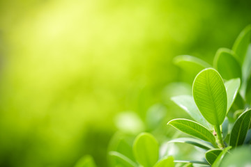 Beautiful nature view of green leaf on blurred greenery background in garden and sunlight with copy space using as background natural green plants landscape, ecology, fresh wallpaper concept.