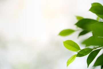 Beautiful nature view of green leaf on blurred greenery background in garden and sunlight with copy space using as background natural green plants landscape, ecology, fresh wallpaper concept.