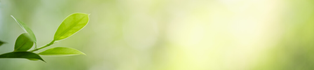 Beautiful nature view of green leaf on blurred greenery background in garden and sunlight with copy space using as background natural green plants landscape, ecology, fresh wallpaper concept.
