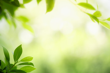 Beautiful nature view of green leaf on blurred greenery background in garden and sunlight with copy space using as background natural green plants landscape, ecology, fresh wallpaper concept.
