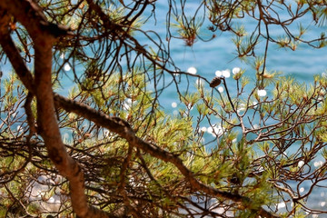 Pine tree on a beach. Selective focus.