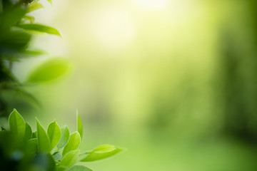 Beautiful nature view of green leaf on blurred greenery background in garden and sunlight with copy...