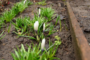 Spring primroses photo of flowers in the garden