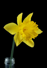 Yellow daffodil isolated on black background