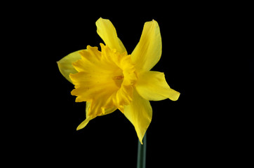 Yellow daffodil isolated on black background