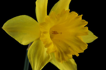 Fototapeta premium Yellow daffodil isolated on black background