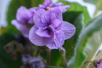 Fototapeta premium Violet