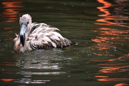 Young flamingo swimming 