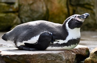 Cute penguin relaxing on a rock 
