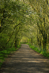 Walking path in spring